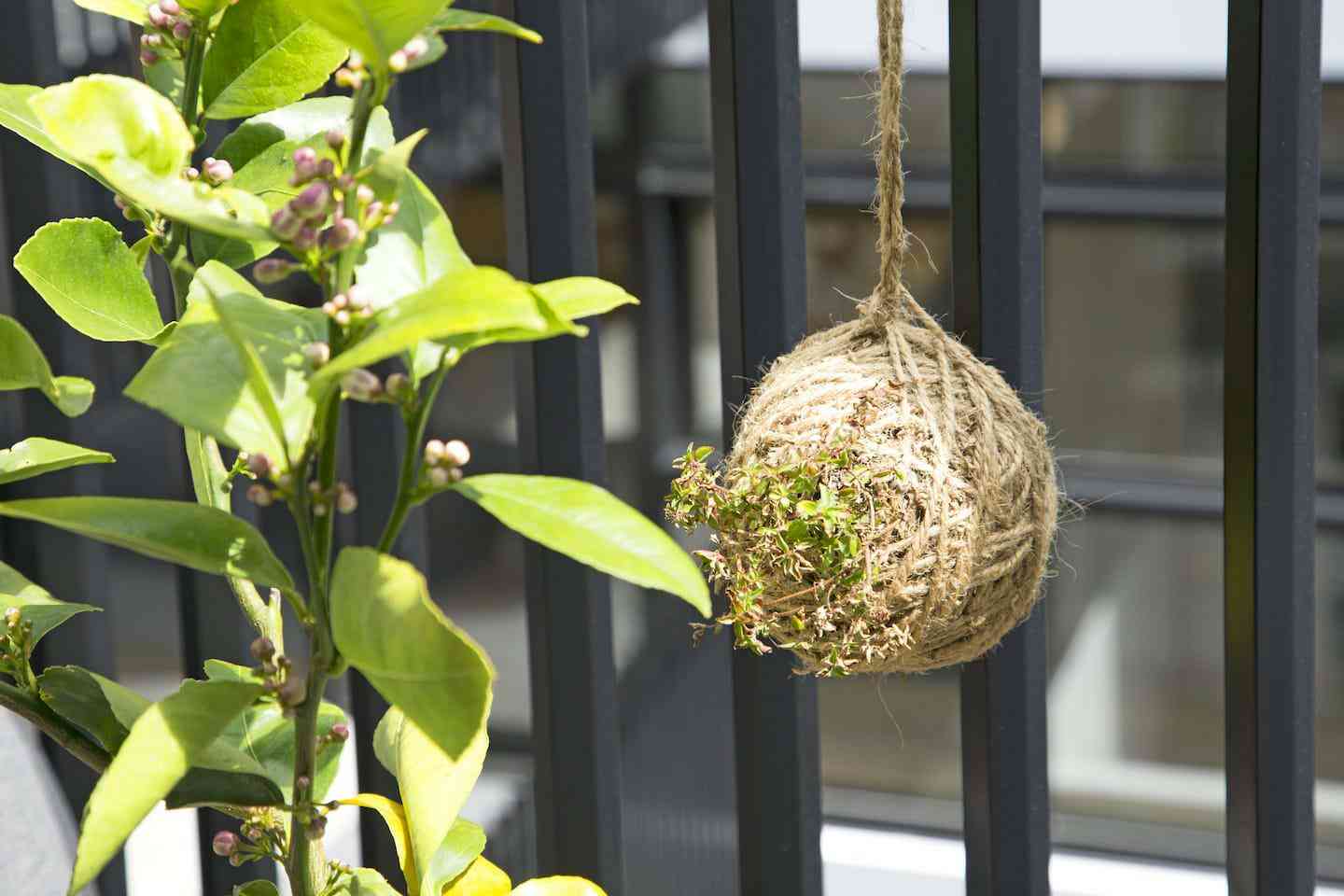 KT Deck String Balls
